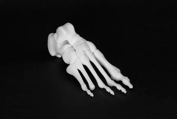 wydruk anatomiczny z drukarki RSPro600 2.0